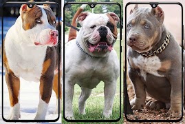 Pitbull Wallpaper ảnh chụp màn hình 7
