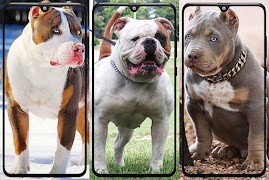 برنامه‌نما Pitbull Wallpaper عکس از صفحه