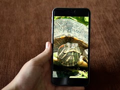 Turtle Wallpaper HD Screenshot 2