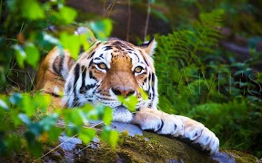 Animals Puzzle screenshot 5