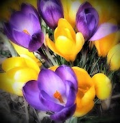 Flowers screenshot 4