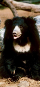 Sloth Bear Affiche