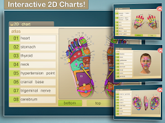 Total Reflexology 3D ภาพหน้าจอ 7