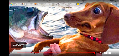 Funny Videos screenshot 1