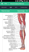 Muscle Anatomy Reference Guide 스크린샷 2