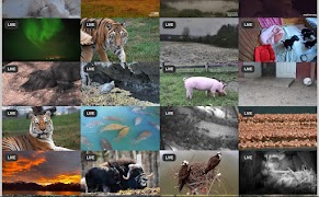 Canlı Belgesel Hayvanlar Ekran Görüntüsü 2