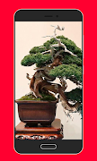 Bonsai Tree Design Ideas screenshot 2