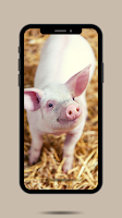 Pig Ringtone Affiche