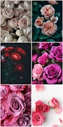 Rose Wallpapers HD 2024 screenshot 3