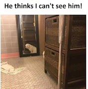 Memes & Stupidity screenshot 3