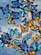 Butterflies App スクリーンショット 3