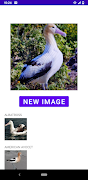 Identificador de aves captura de pantalla 7