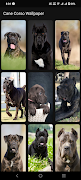 Cane Corso Wallpaper screenshot 2