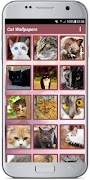 CUTE CAT WALLPAPERS ภาพหน้าจอ 1
