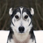 Dog Repeller screenshot 2