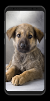 Cute Puppy Wallpapers - Live poster