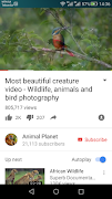 Bird life screenshot 3