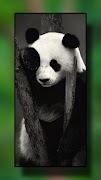 2 Schermata Panda Wallpapers