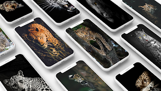 Leopard Wallpaper الملصق