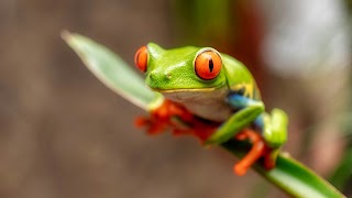 Frog Wallpaper screenshot 1