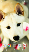 かわいい犬 スクリーンショット 2