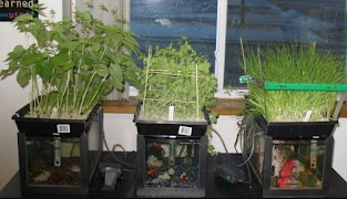 Hydroponic System Designs screenshot 1