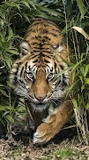 Wallpaper Harimau screenshot 6