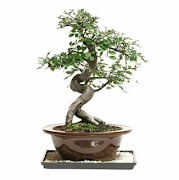 Bonsai-Baumarten Screenshot 4