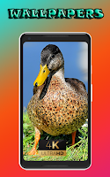 chicken nature beauty cool pics nice Wallpaper screenshot 3