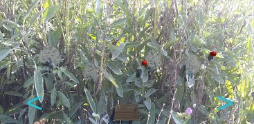 AppleFox captura de pantalla 3