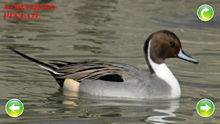 Duck Sounds screenshot 2