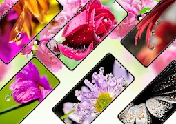Flower Wallpapers syot layar 1