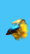 Betta Fish 3D Pro Screenshot 1