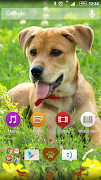 Xperia Theme - Dog poster
