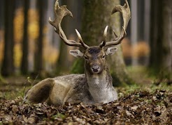 برنامه‌نما Deer Wallpapers عکس از صفحه