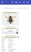 Bumblebees 截图 2