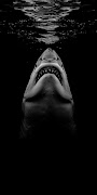 Shark Wallpapers HD 2023 poster