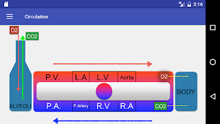Cardiac Cycle постер