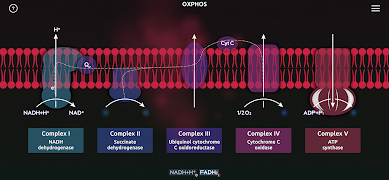 BiochemCity Ekran Görüntüsü 3