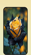 black rose imagem de tela 1