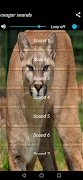 cougar sounds Screenshot 2