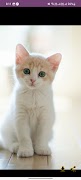 Cat Cute Wallpaper HD 스크린샷 4