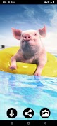 Mini Pig Wallpapers اسکرین شاٹ 7
