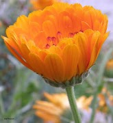 Flower Puzzle Sliding ภาพหน้าจอ 2