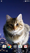 برنامه‌نما Cute Cats عکس از صفحه