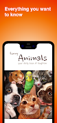 Funny Animals Poster