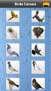 Birds Camera Frames 截图 5