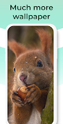 Cute Squirrel Wallpapers HD Screenshot 7