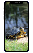 Turtle Wallpapers screenshot 3