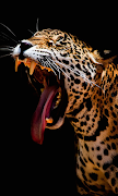 Leopard Live Wallpaper (Wallpapers & Backgrounds) पोस्टर